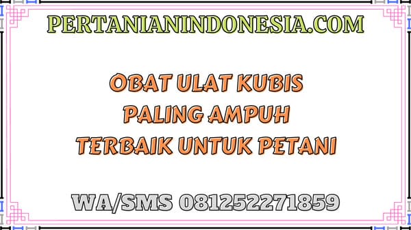 Obat Ulat Kubis Paling Ampuh Terbaik Untuk Petani